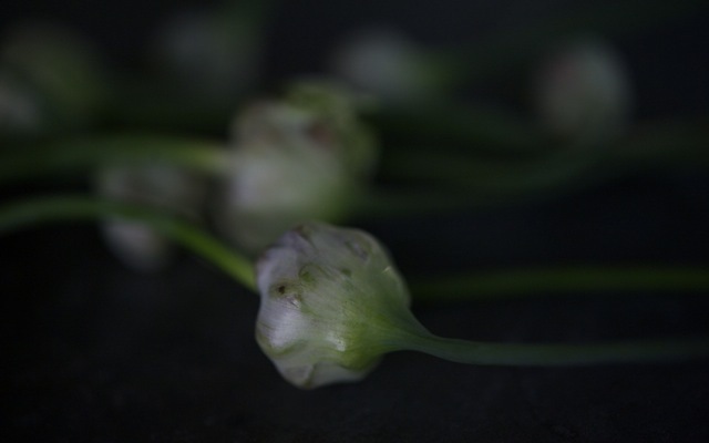 Garlic flower 790 xxx